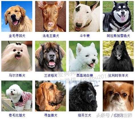 咖啡色狗品種|犬種一覽 